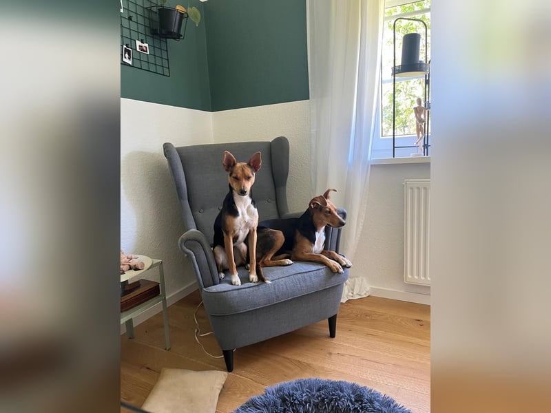 Tizi sucht ein neues Zuhause !