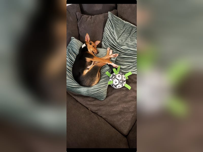 Tizi sucht ein neues Zuhause !