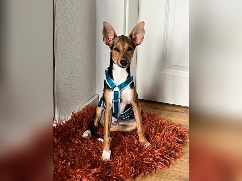 Tizi sucht ein neues Zuhause !