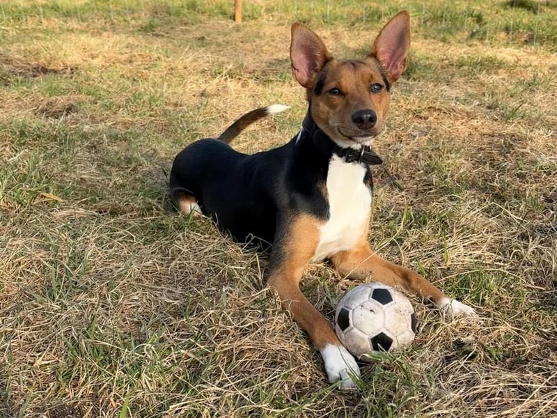 Tizi sucht ein neues Zuhause !