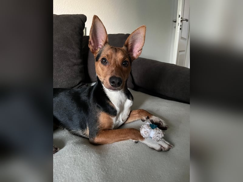 Tizi sucht ein neues Zuhause !