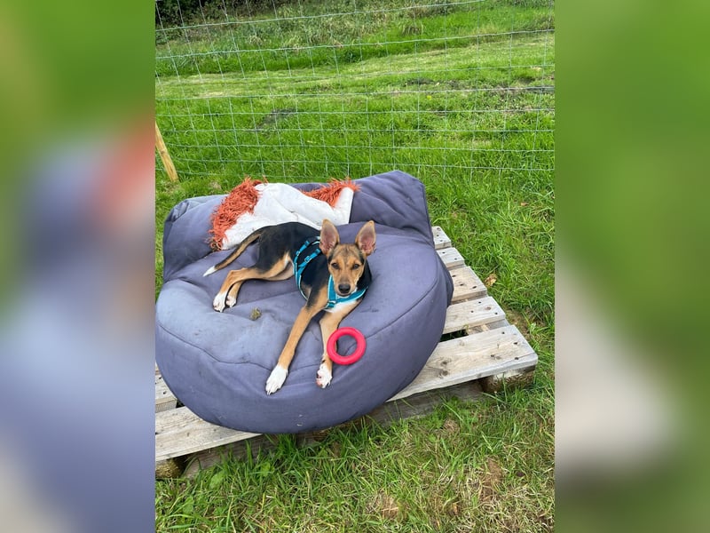 Tizi sucht ein neues Zuhause !
