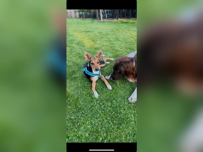 Tizi sucht ein neues Zuhause !