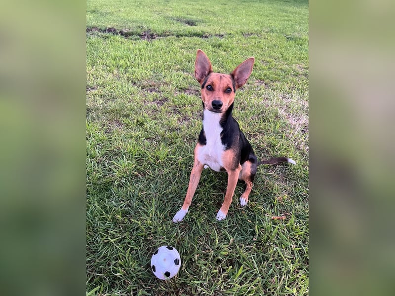 Tizi sucht ein neues Zuhause !
