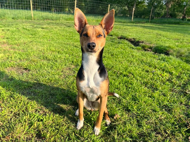 Tizi sucht ein neues Zuhause !