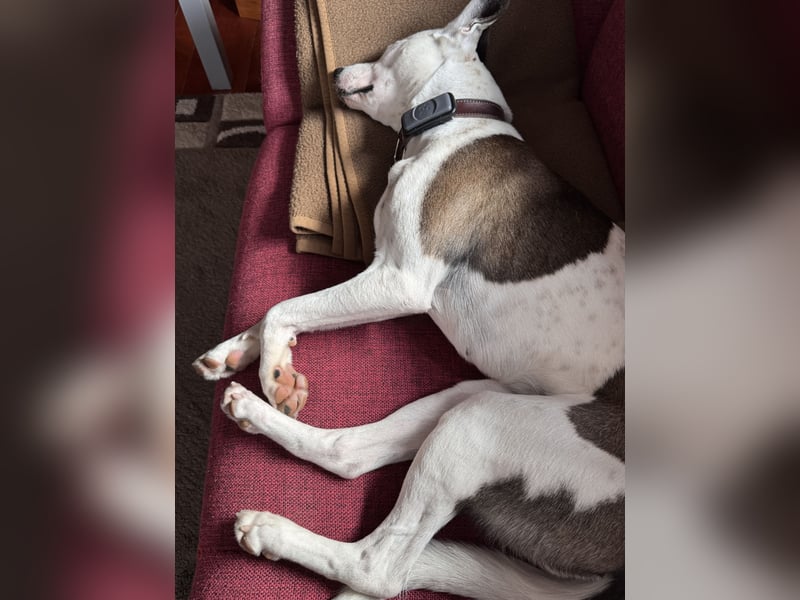 Sura Spanischer Mischling (Podenco) 2 Jahre
