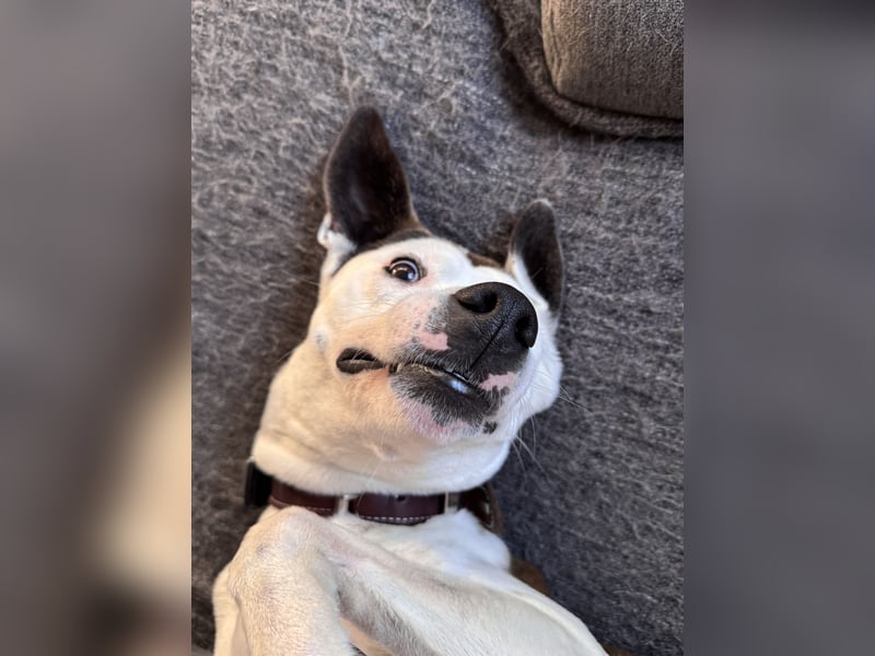 Sura Spanischer Mischling (Podenco) 2 Jahre