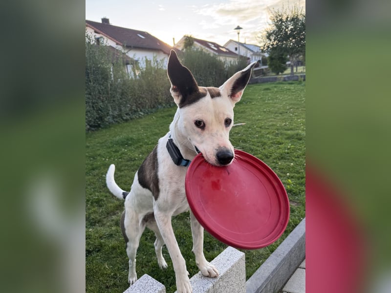 Sura Spanischer Mischling (Podenco) 2 Jahre