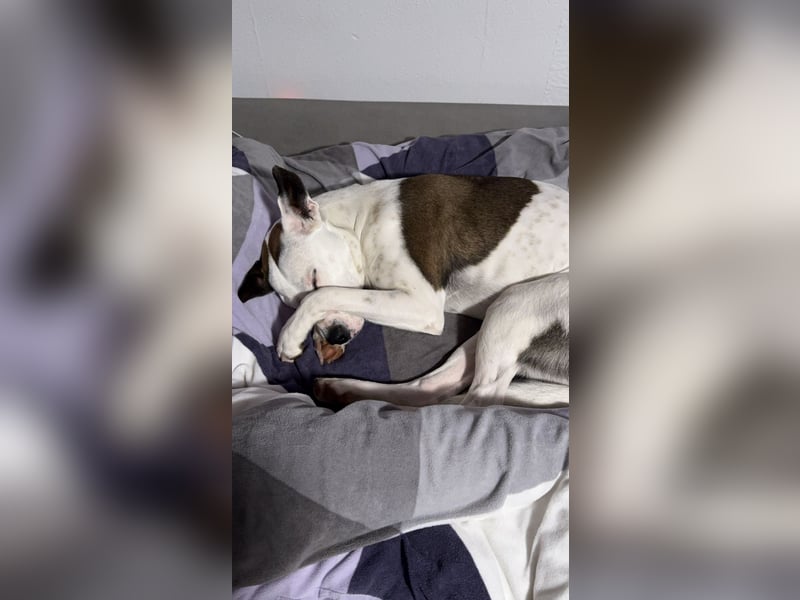 Sura Spanischer Mischling (Podenco) 2 Jahre