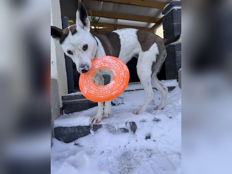 Sura Spanischer Mischling (Podenco) 2 Jahre