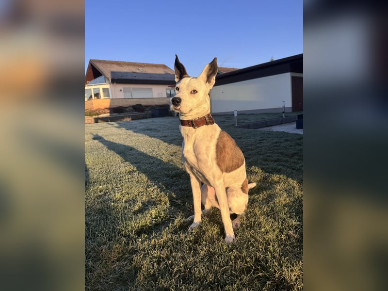 Sura Spanischer Mischling (Podenco) 2 Jahre