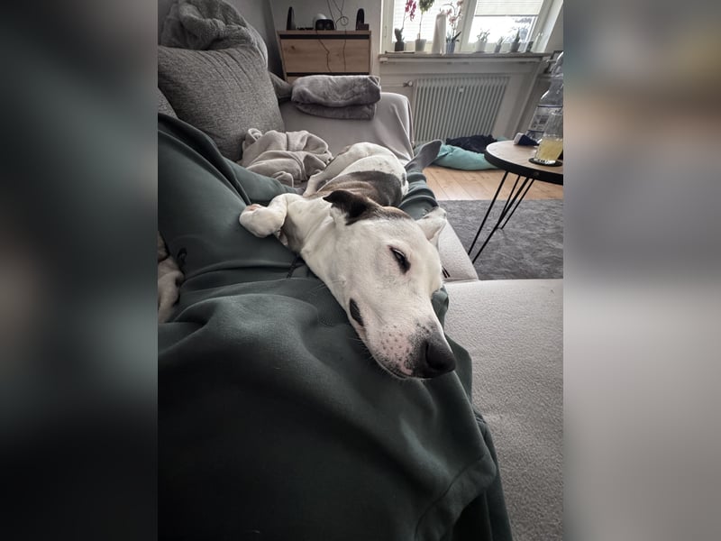Sura Spanischer Mischling (Podenco) 2 Jahre