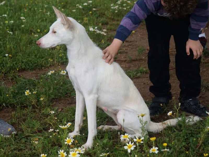 Mykeme (Spanien) - zarte Podenco-Mischlingshündin