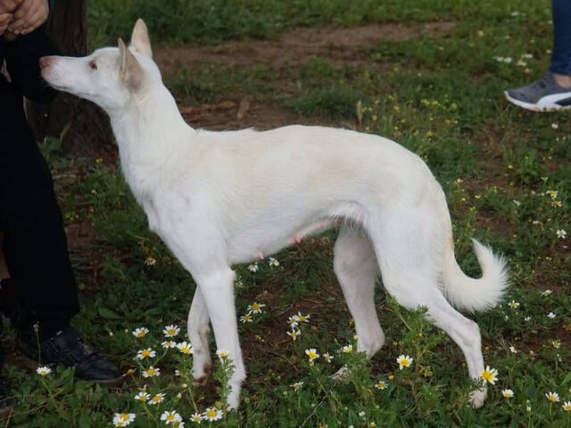 Mykeme (Spanien) - zarte Podenco-Mischlingshündin