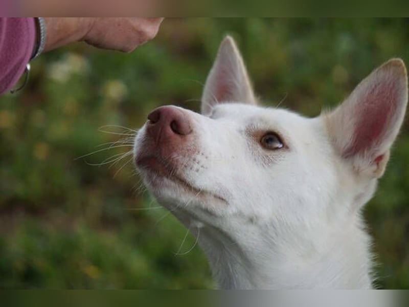 Mykeme (Spanien) - zarte Podenco-Mischlingshündin