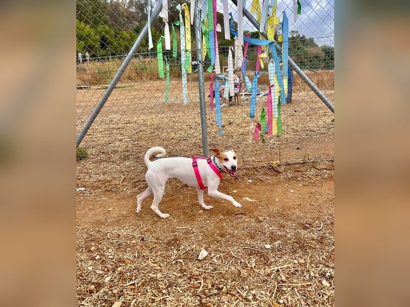 Linette (Spanien) – ein kleiner Feuerball auf der Suche