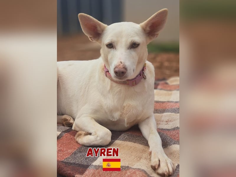 Ayren,geb.12/21,liebes Podenco-Mix Mädel sucht ihre Familie