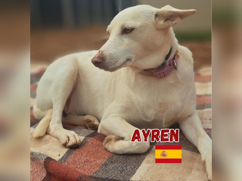 Ayren,geb.12/21,liebes Podenco-Mix Mädel sucht ihre Familie