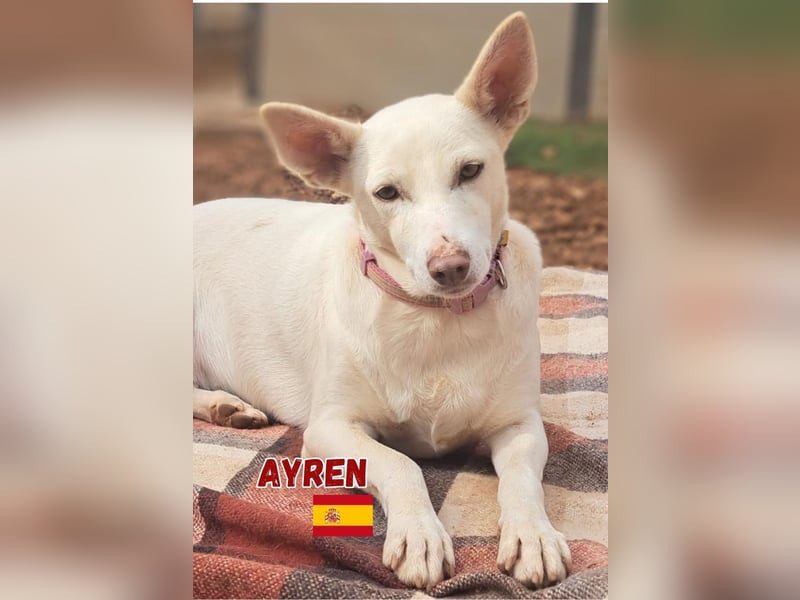 Ayren,geb.12/21,liebes Podenco-Mix Mädel sucht ihre Familie
