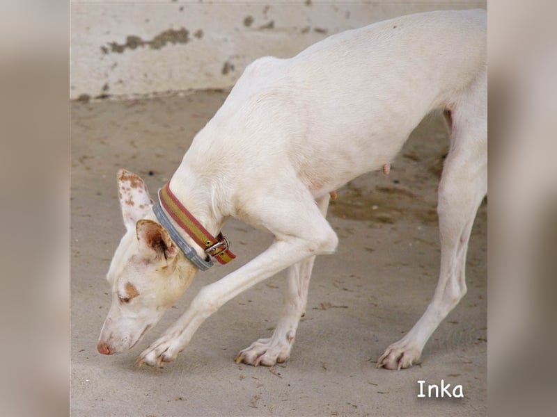 INKA, wunderschöne Podenca-Ibicenco