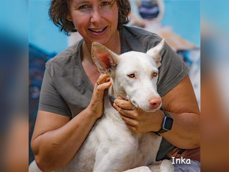 INKA, wunderschöne Podenca-Ibicenco