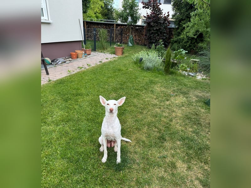 Liva, eine zauberhafte Hündin