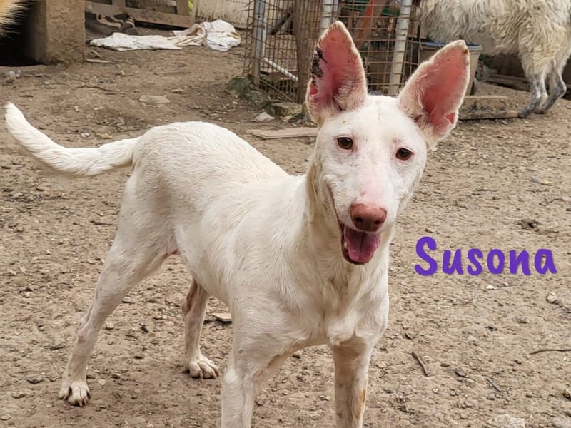 Susona 01/2023 (ESP) - zauberhafte, verschmuste und außergewöhnliche Podenca!