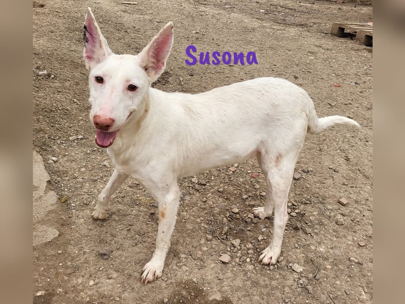 Susona 01/2023 (ESP) - zauberhafte, verschmuste und außergewöhnliche Podenca!