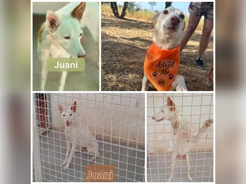 JUANI