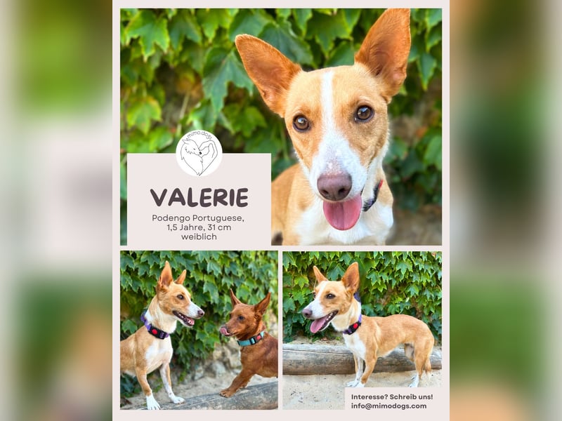 Valerie - Kleine Podenga mit großem Herzen