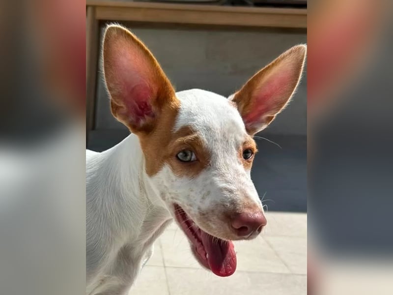 Peanut , kleines Flaschenkind sucht großes Glück