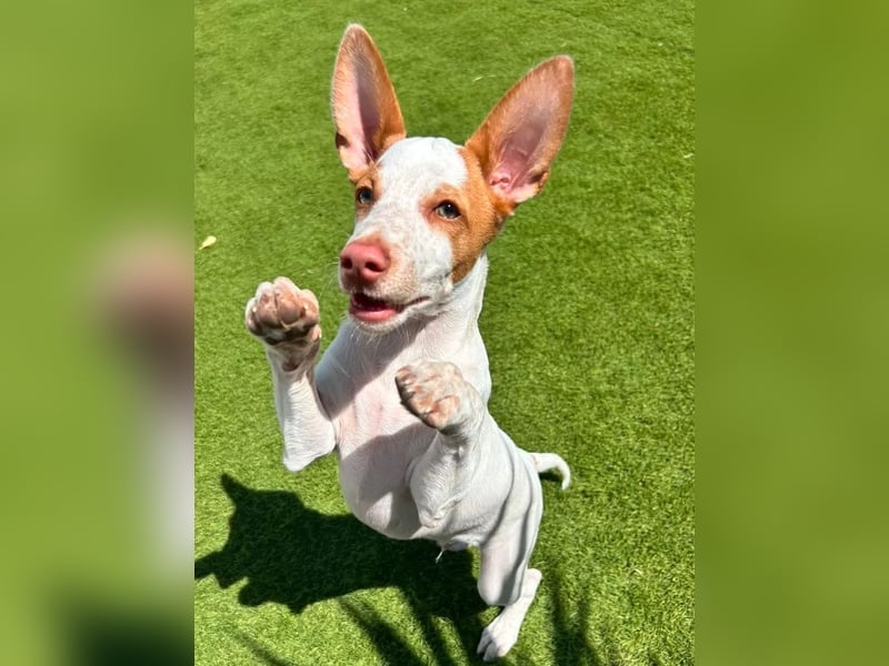 Peanut , kleines Flaschenkind sucht großes Glück