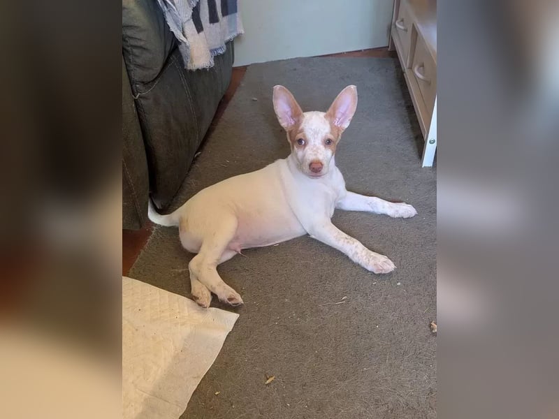 Peanut , kleines Flaschenkind sucht großes Glück