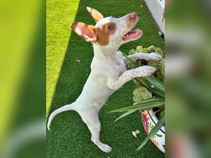 Peanut , kleines Flaschenkind sucht großes Glück