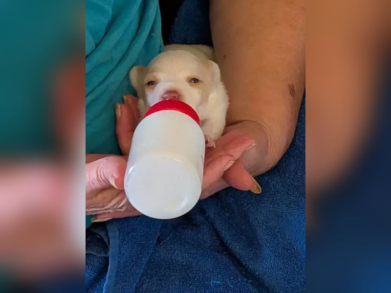 Peanut , kleines Flaschenkind sucht großes Glück