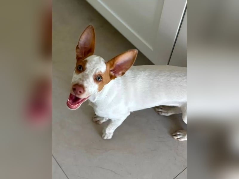Peanut , kleines Flaschenkind sucht großes Glück