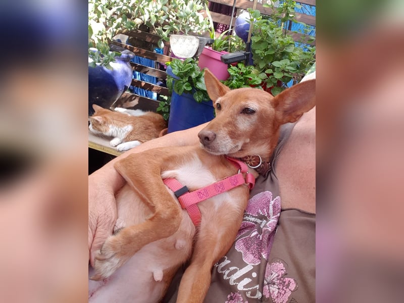 CHISPA – warmherzige Sonnenseele