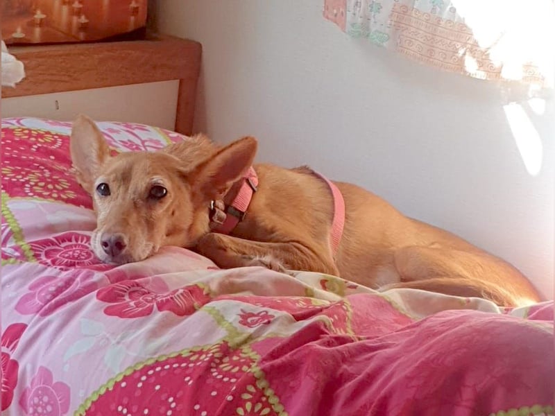 CHISPA – warmherzige Sonnenseele