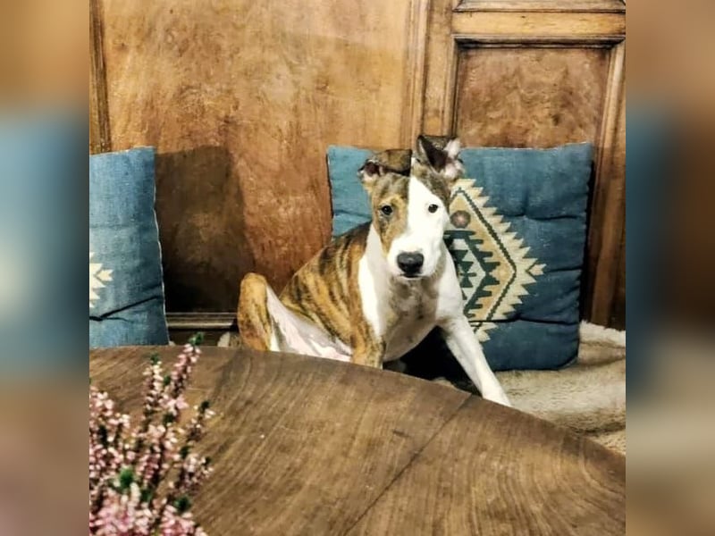 Henry – kleiner Wonneproppen