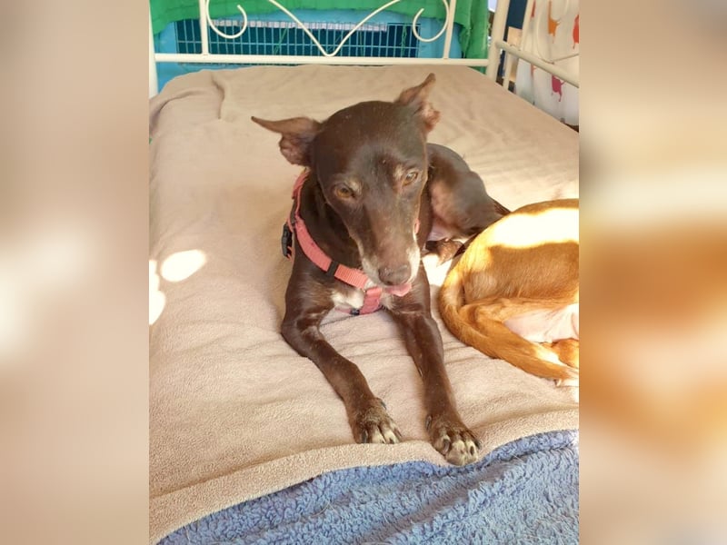 OLIVIA – kleine Heldin