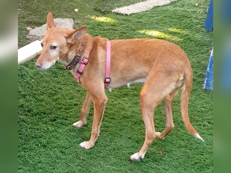 CHISPA – warmherzige Sonnenseele