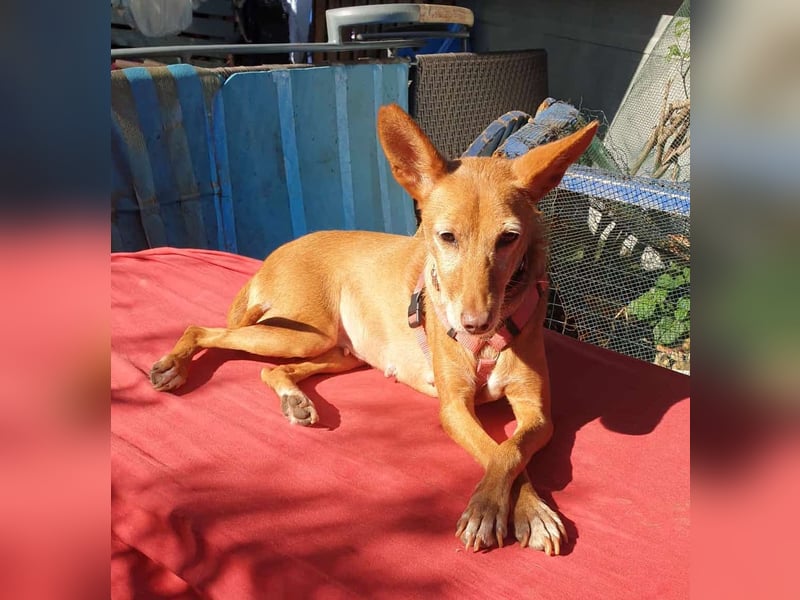 CHISPA – warmherzige Sonnenseele