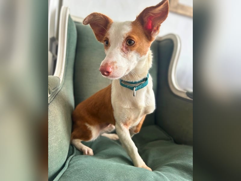 Tilia: Verschmuste Podenga-Mix-Hündin