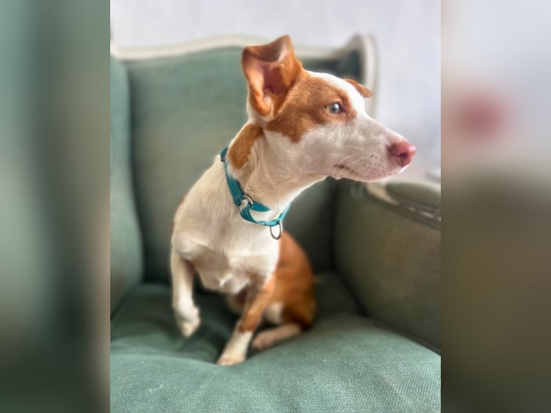 Tilia: Verschmuste Podenga-Mix-Hündin