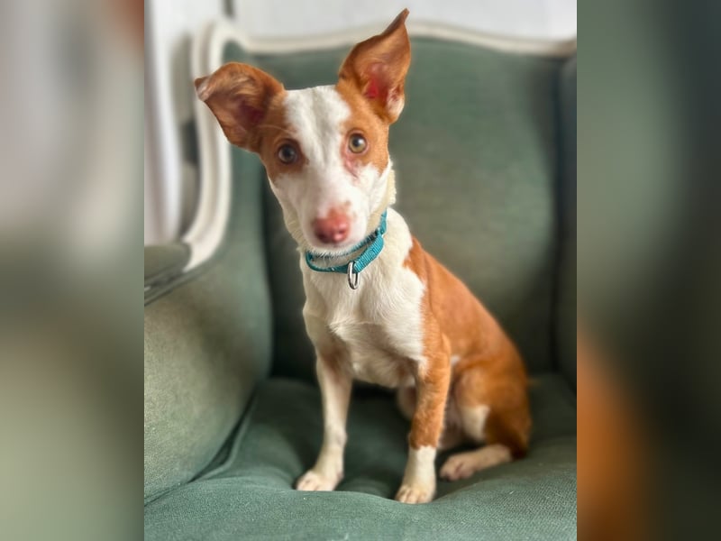 Tilia: Verschmuste Podenga-Mix-Hündin