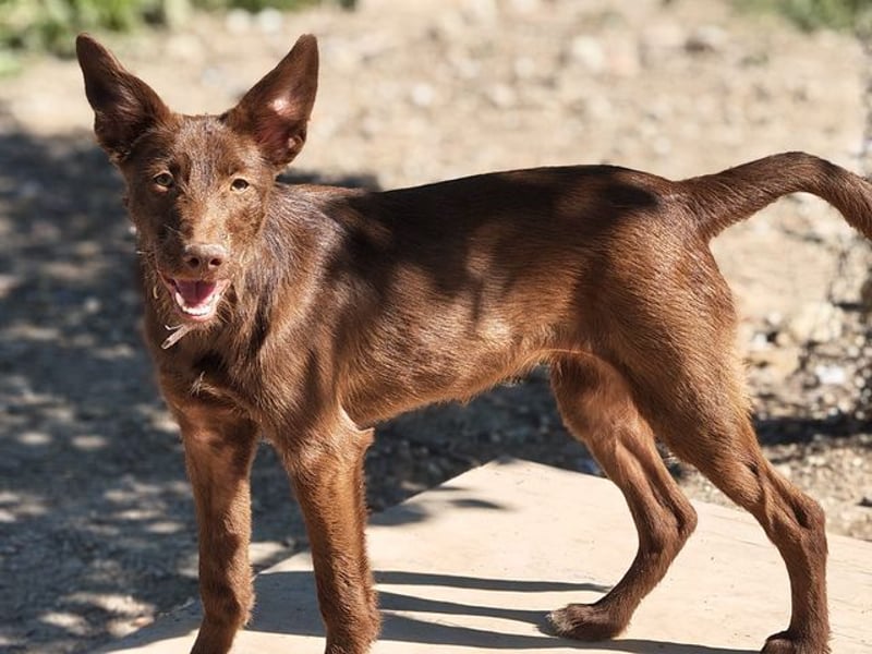 Zuckersüße TIFFANY-sucht liebevolles Für-immer-Zuhause