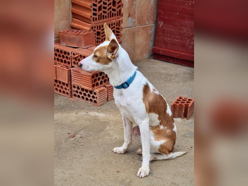 Zuckersüßer DEXTER-sanfter, zärtlicher, sensibel, neugierig, verspielte Bub sucht  Für-immer-Zuhause