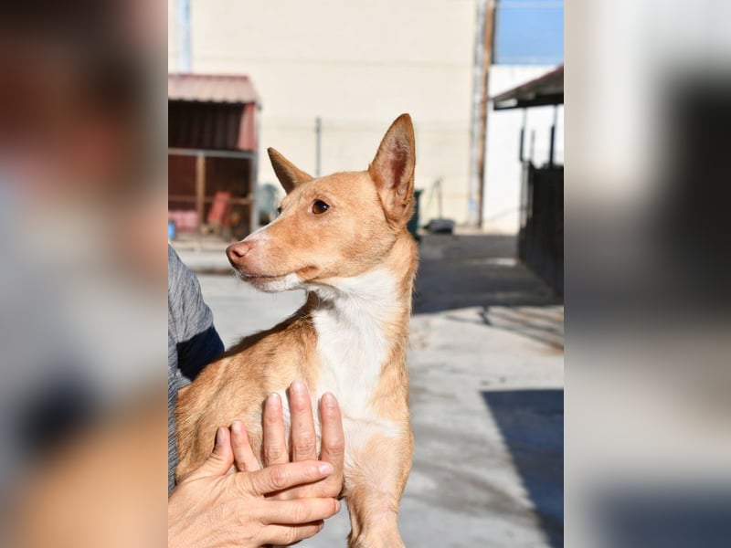 CANELO- wartet in 83146 Surheim auf liebevolles Zuhause