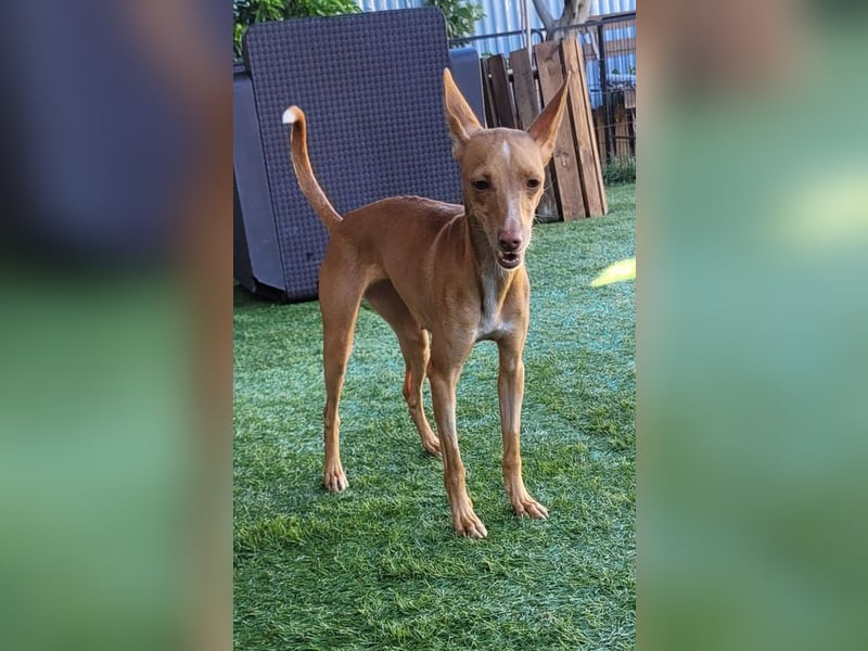 ELSA-liebevolles, zärtliches, kontaktfreudiges Mädchen sucht liebevolles Für-immer-Zuhause