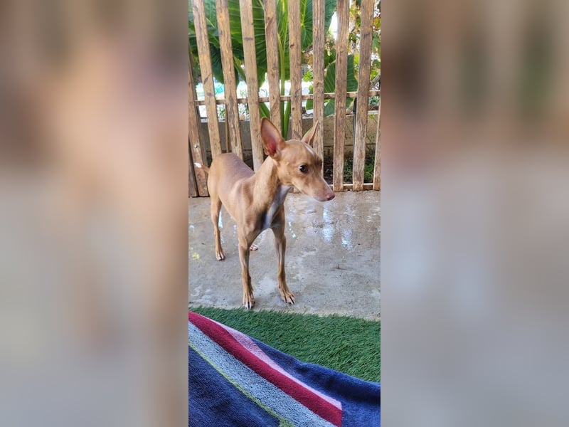 ELSA-liebevolles, zärtliches, kontaktfreudiges Mädchen sucht liebevolles Für-immer-Zuhause
